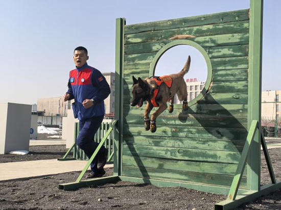 起源与共生 1.5 工作犬图谱：当狗成为人类的延伸