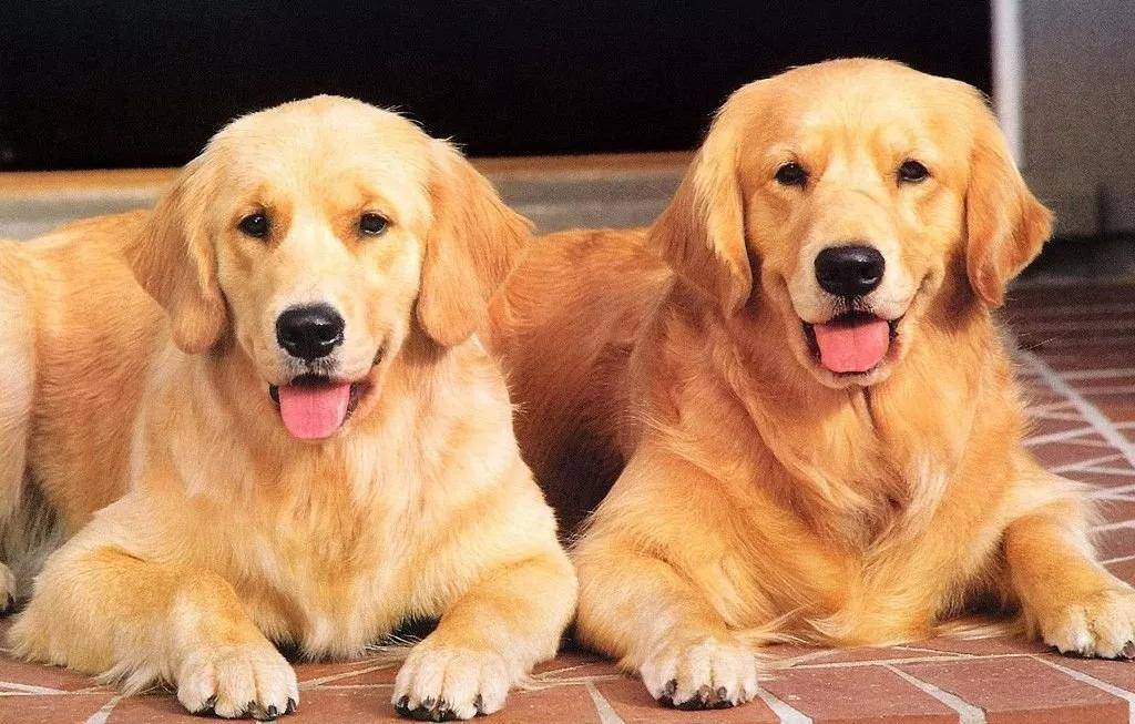犬文化的世界 封面