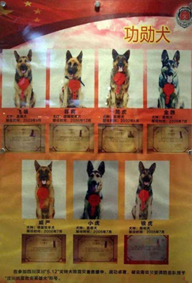 犬文化的世界 2.2 汶川地震 67 只功勋犬