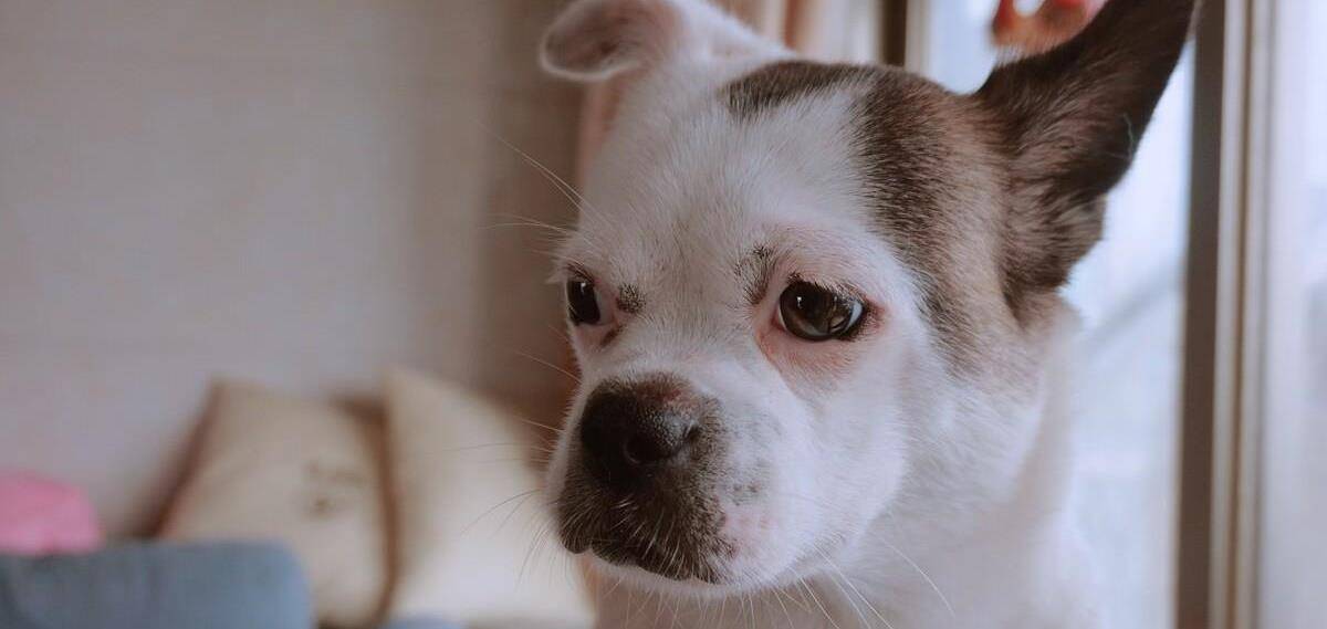 犬文化的世界 2.3 串串犬宣言：爱不分品种