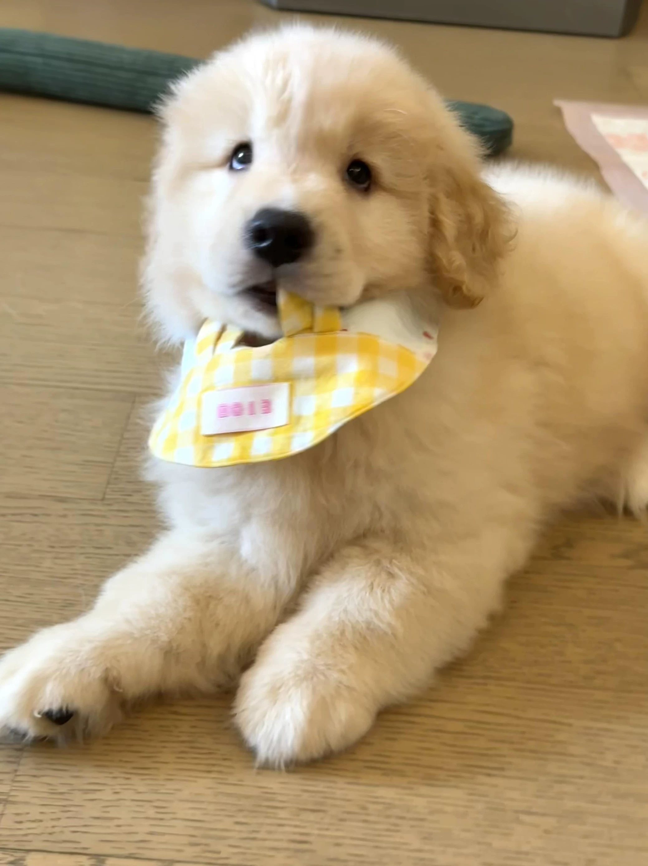 犬文化的世界 2.5 巴里与圣伯纳：阿尔卑斯山的"白衣天使"