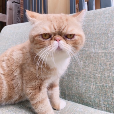 卤蛋